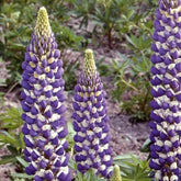 Lupinus Russell Hybrids The Governor - Willemse