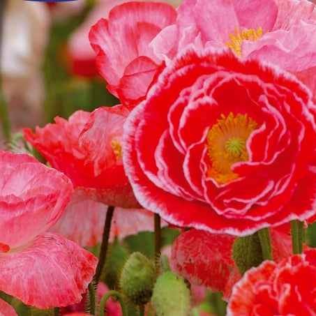 Grote klaproos 'Falling in Love' - Willemse