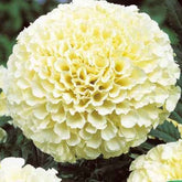 Afrikaantje 'Eskimo F1' - Willemse