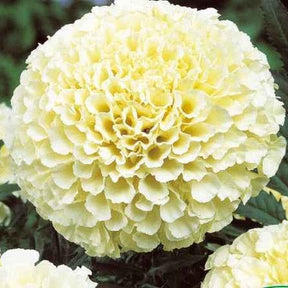 Afrikaantje 'Eskimo F1' - Willemse