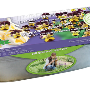 Zinken teil Viool kleuren BIO - Willemse