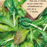 Snijsla mix Asian Salad mix - Willemse