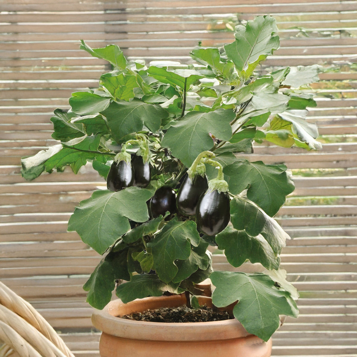 Aubergine pot Patio Baby F - Willemse