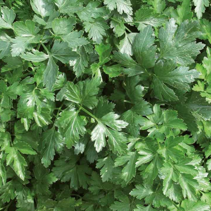 Platte peterselie 'Italian Giant' - BIO - Willemse