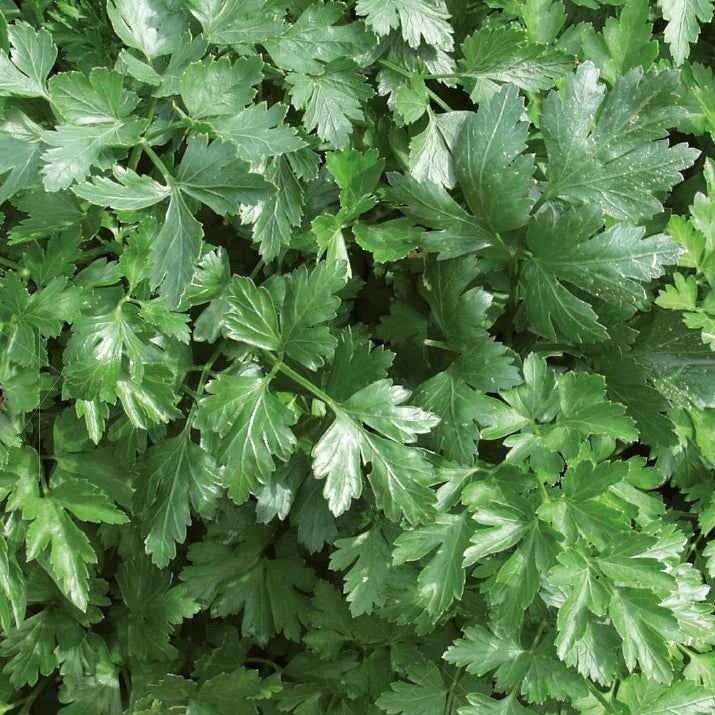 Verzameling biologische kruiden - Collection de 4 aromatiques bio - Willemse