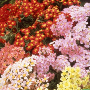 Duizendblad Achillea millefolium Summer Pastels FMix - Willemse