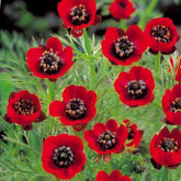 Zomeradonis - Willemse