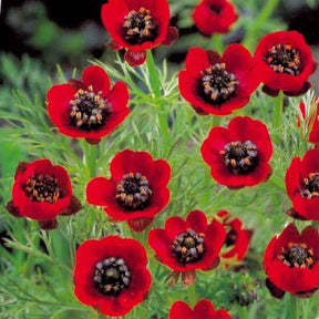 Zomeradonis - Willemse