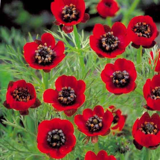 Zomeradonis - Willemse