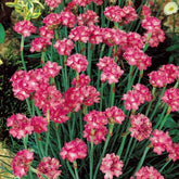 Engels gras 'Splendens' - Armeria maritima 'splendens' - Willemse