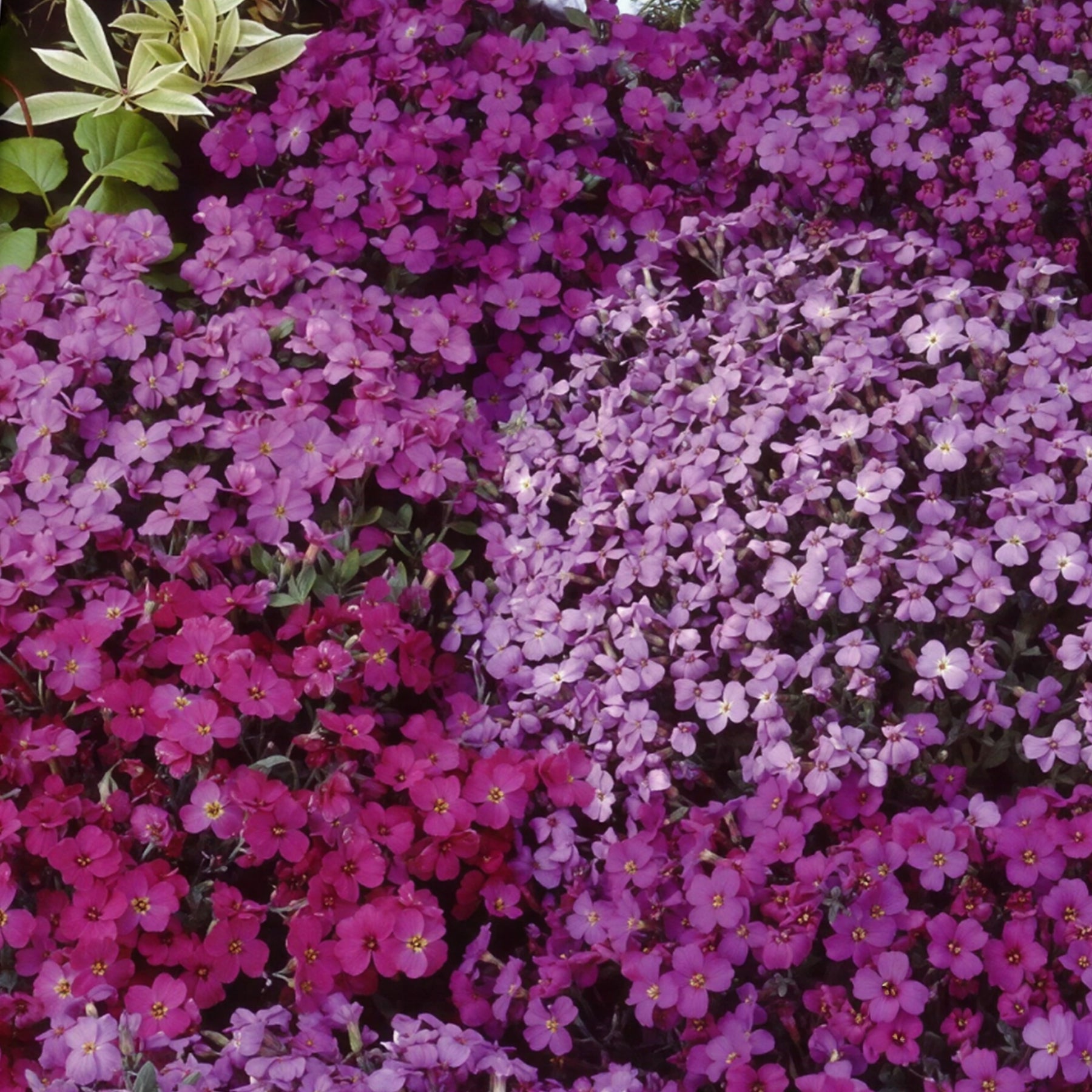 Blauwkussen Mix - Willemse