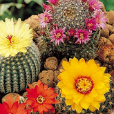 Cactus mix - Willemse