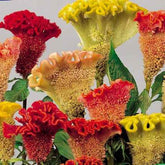 Hanekam Mix - Willemse