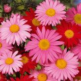 Chrysant Mix 'Robinson's Giants' - Willemse
