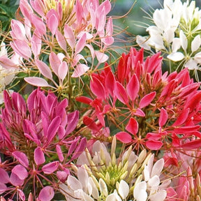Kattensnor Cleome Colour Fountain mix - Cleome spinosa - Willemse