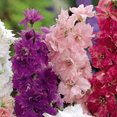 Ridderspoor Delphinium Hyacinth bloemige mix - Willemse