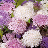 Kantbloem Trachymene - Emeralds mix - Willemse