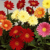Grootbloemige gerbera Mix 'Australian Giants' - Willemse