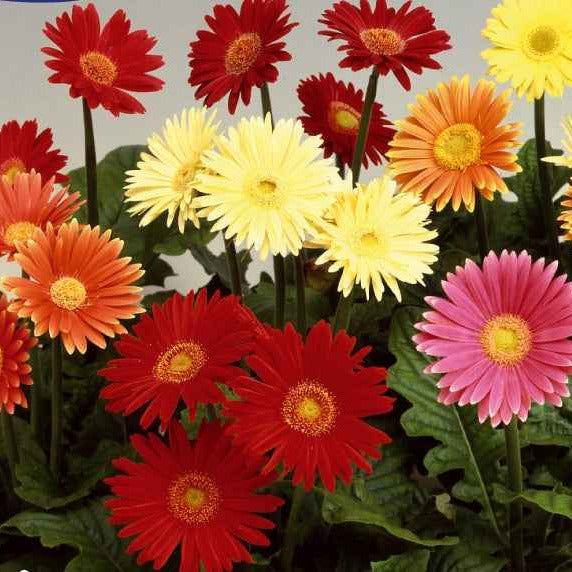 Grootbloemige gerbera Mix 'Australian Giants' - Willemse