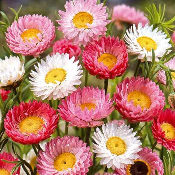 Zonnestrobloem Mix - Willemse