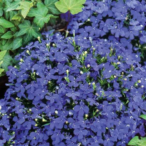 Tuinlobelia 'William' - Lobelia erinus compacta - Willemse