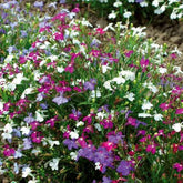 Tuinlobelia Mix 'Magic Circles' - Willemse