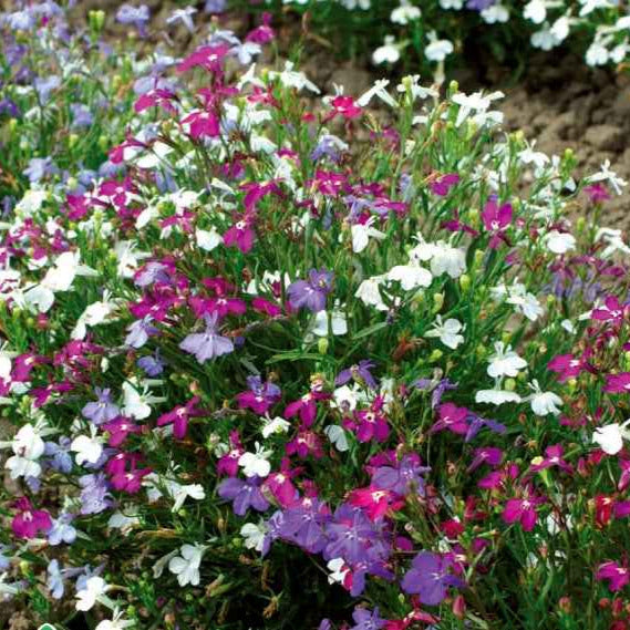Tuinlobelia Mix 'Magic Circles' - Willemse