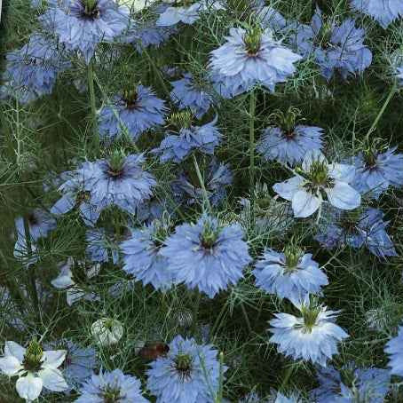 Juffertje-in-het-groen 'Miss Jekyll Blue' - Willemse