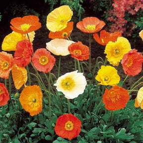 Klaproos Mix 'Artist's Glory' - Willemse