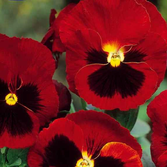 Grootbloemig viooltje 'Alpenglow' - Willemse