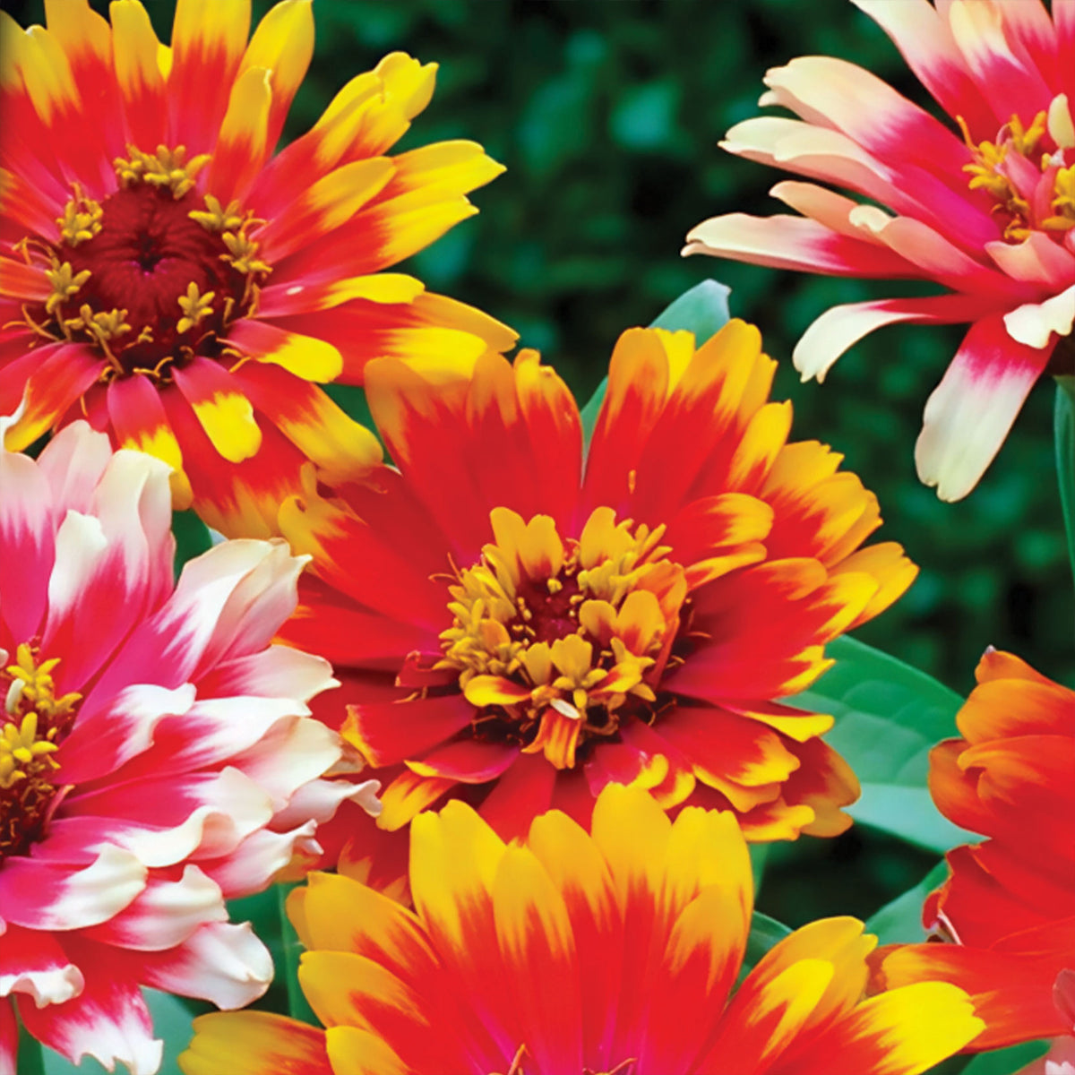 Dubbelbloemige Zinnia Mix 'Caroussel' - Willemse