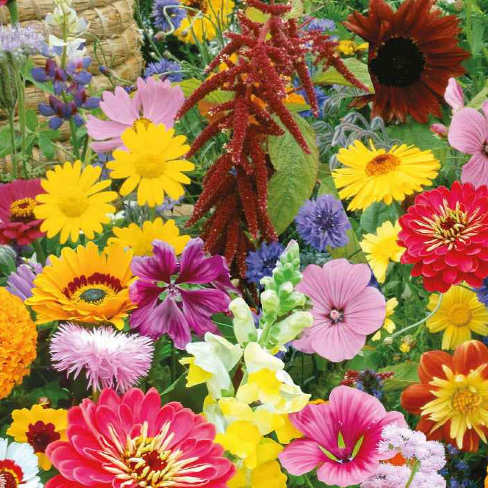 Bloemenmix 'Vlinders- en bijenlokkers' - Willemse