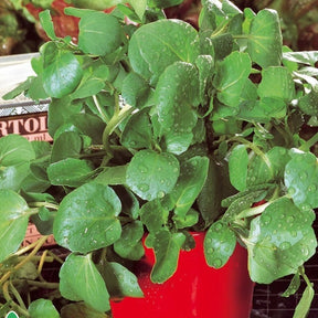 Nasturtium officinale - Waterkers Gewone - Overige groentezaden