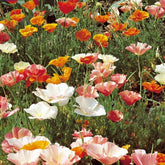 Eschscholzia californica - Slaapmutsje - Eetbare bloemzaden