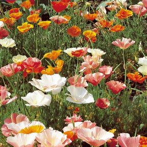 Eschscholzia californica - Slaapmutsje - Eetbare bloemzaden