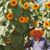 Zonnebloem 'King Kong' - Helianthus annuus kong f1 - Willemse
