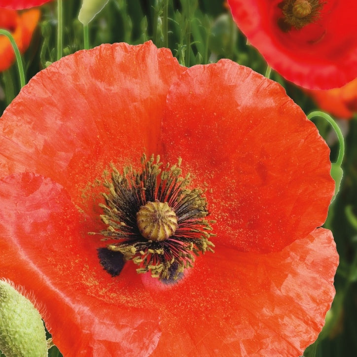 Verkoop Klaproos - Papaver rhoeas red corn poppy
