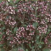 Marjolein - Origanum vulgaris - Willemse
