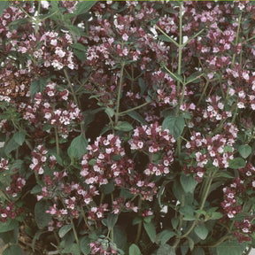 Marjolein - Origanum vulgaris - Willemse