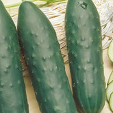 Komkommer 'Marketmore' - Cucumis sativus marketmore - Willemse