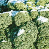 Boerenkool 'Westlandse Winter' - Brassica oleracea westlandse winter - Willemse