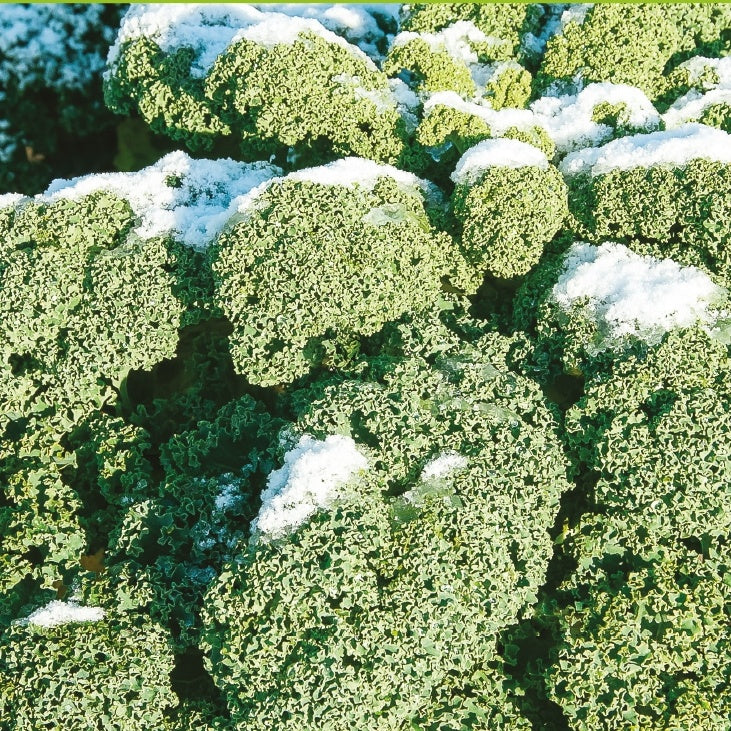 Boerenkool 'Westlandse Winter' - Brassica oleracea westlandse winter - Willemse