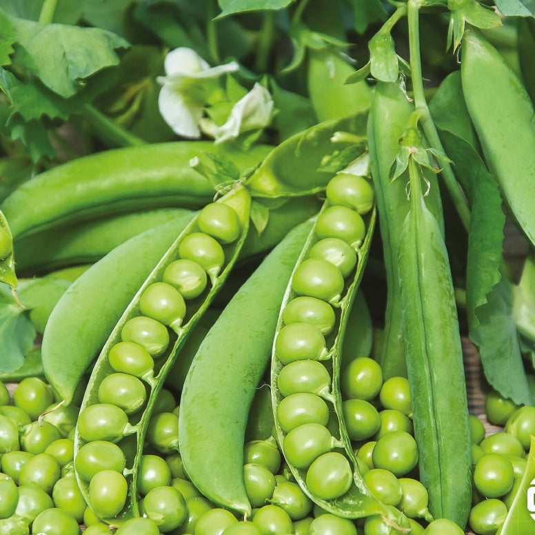 Doperwt 'Karina' - Pisum sativum karina - Zaden