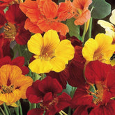 Oostindische kers - Tropaeolum majus - Zaden