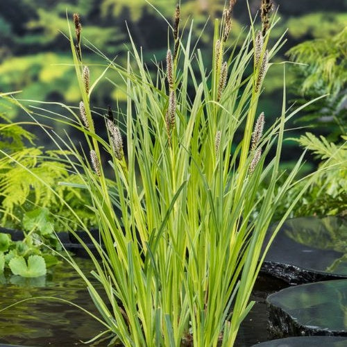 Oeverzegge - Carex riparia - Vijvers