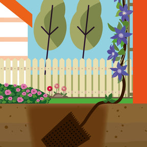 Verkoop Clematis Collectie: Ville de Lyon, Miss Bateman Ville de Lyon, juffrouw Bateman, voorzitster (x3)