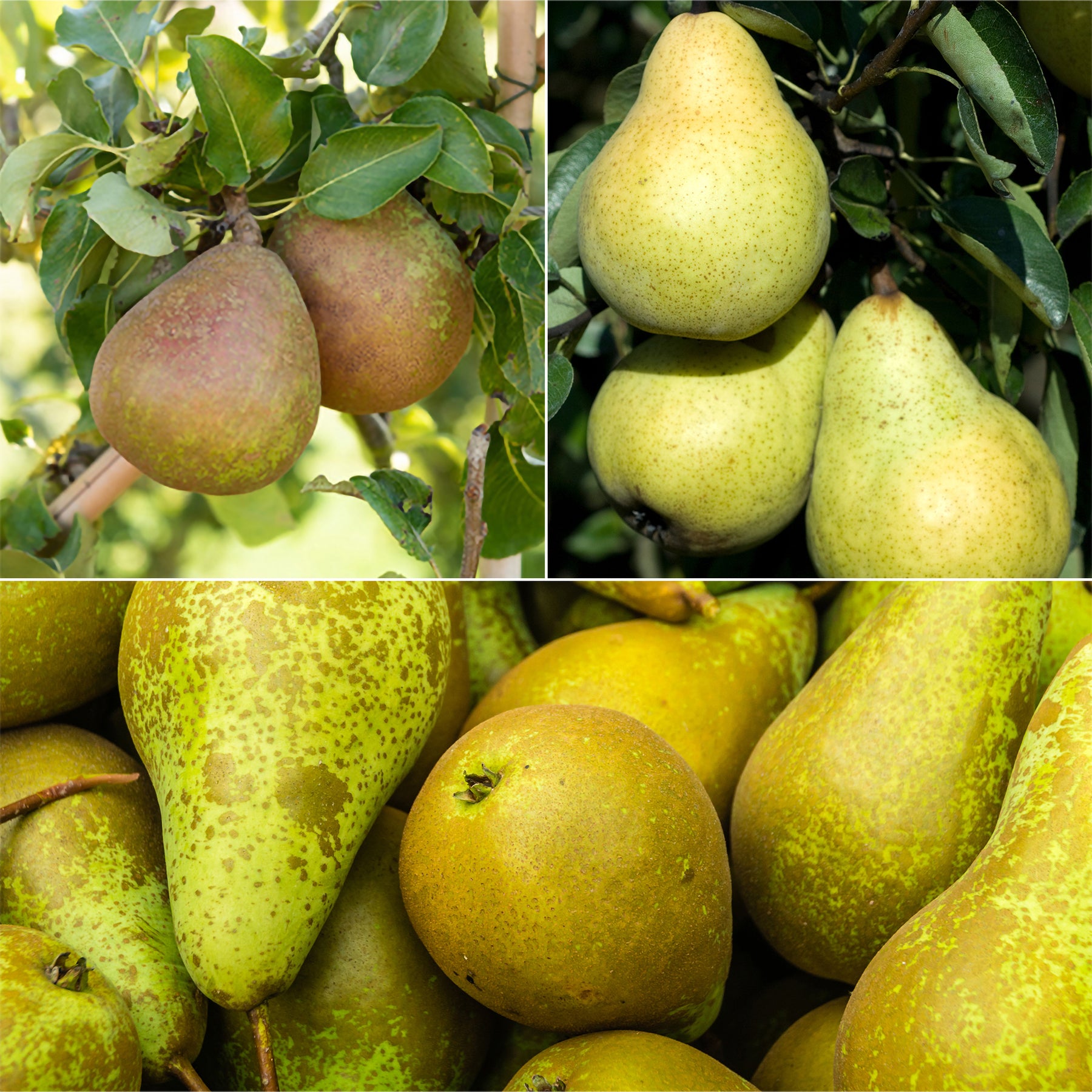 Perenboom Mix 'Conférence'+ 'William's' + 'Doyenné du Comice' - Willemse