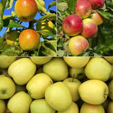 Appelboom Mix - 'Reine de reinettes', 'Gala', 'Golden Delicious' - Willemse