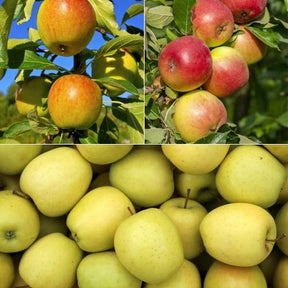 Appelboom Mix - 'Reine de reinettes', 'Gala', 'Golden Delicious' - Willemse