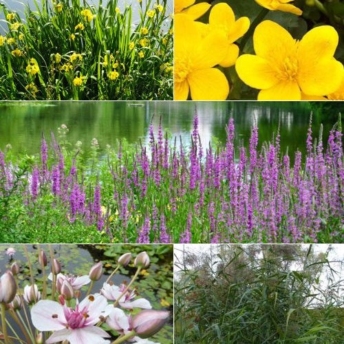 Vaste planten Mix Zwanebloem + Dotterbloem + Iris + Kattenstaart + Riet (x5) - Willemse